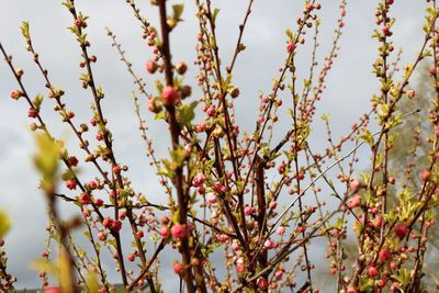 Low angle view of flowers on branch