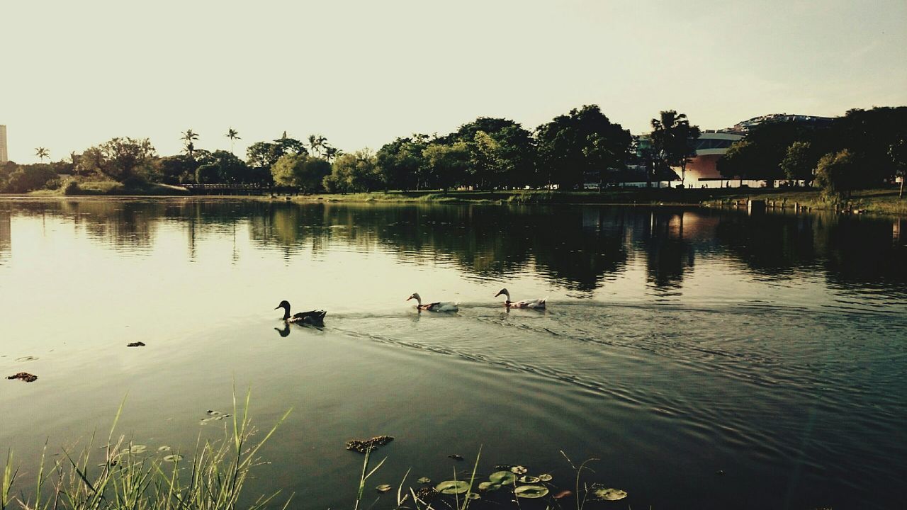 water, clear sky, tree, reflection, built structure, waterfront, lake, architecture, bird, river, building exterior, copy space, nature, animal themes, tranquil scene, tranquility, sky, outdoors, scenics, rippled