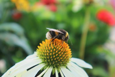 Close-up of bee pollinating on flower