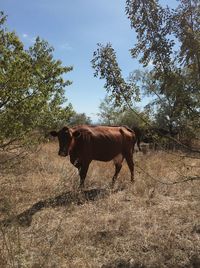 Cow standing in a field