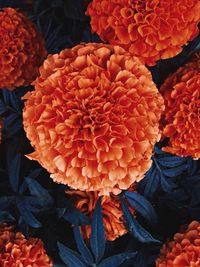 High angle view of orange flower on plant