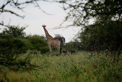 Giraffe standing on field