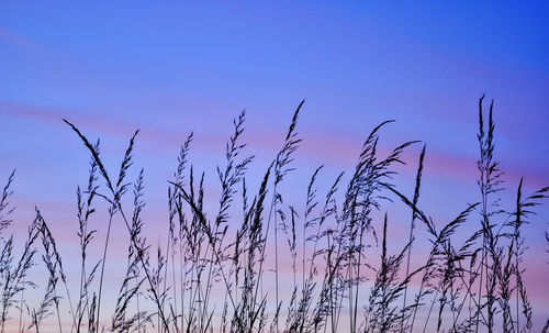 Low angle view of stalks against blue sky