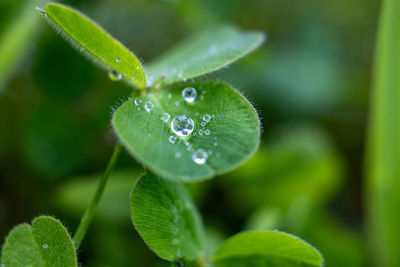 Close-up of raindrops on plant
