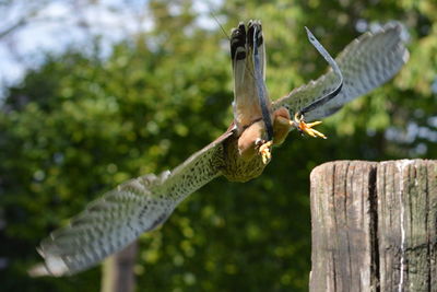 Close-up of eagle flying against tree