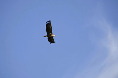 Low angle view of eagle flying in sky