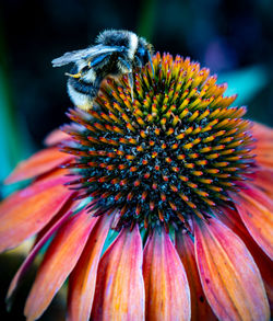 Close-up of bee on pink flower