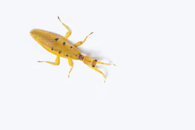 Close-up of insect on white background