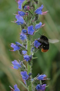 Close-up of bee pollinating on purple flower