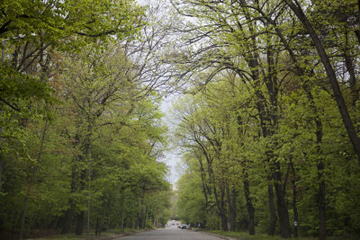 Trees in forest during winter