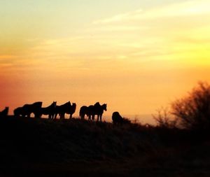 Silhouette horses on landscape against sky during sunset