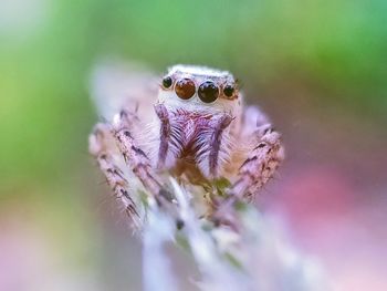 Close-up of spider