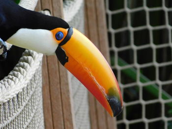 Close-up of hand holding bird