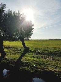 Trees on field against sky