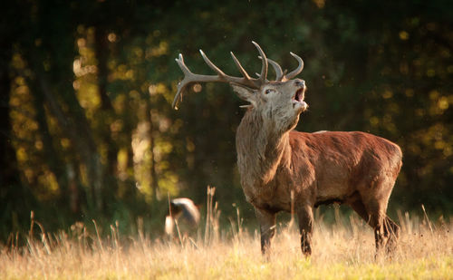 Deer standing on field