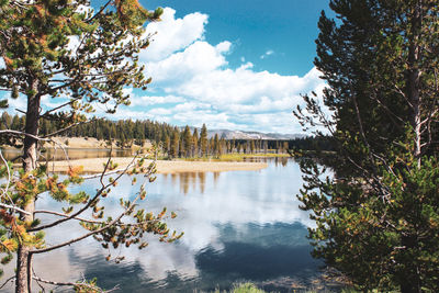 Scenic view of lake in forest against sky