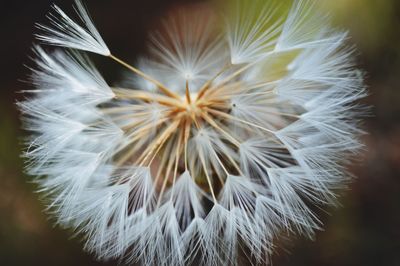 Close-up of white dandelion seed