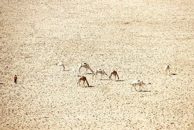 High angle view of animals on field