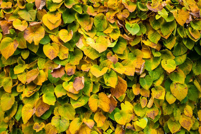 Full frame shot of yellow leaves