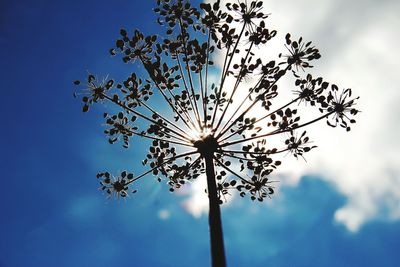 Low angle view of flower tree against blue sky
