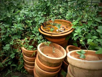 High angle view of potted plants on field