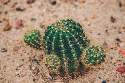 Close-up of cactus plant on sand