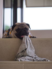 Portrait of dog sitting on window at home