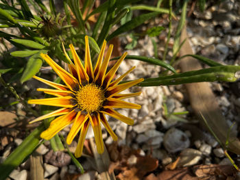 Close-up of yellow flower on field
