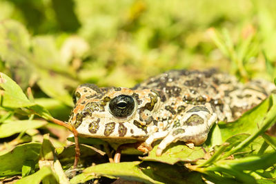 Close-up of a frog on leaf