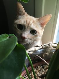 Close-up portrait of a cat