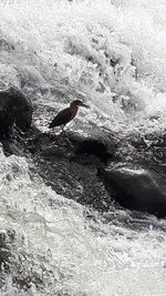 Bird perching on rock in water