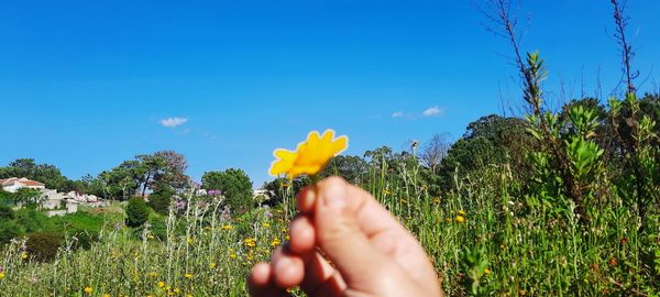 Midsection of person hand against yellow flowering plants