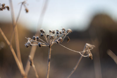 Close-up of dry plant