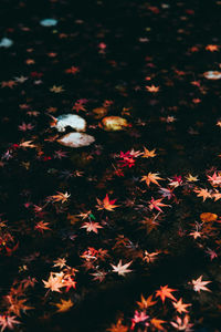 High angle view of autumn leaves on field