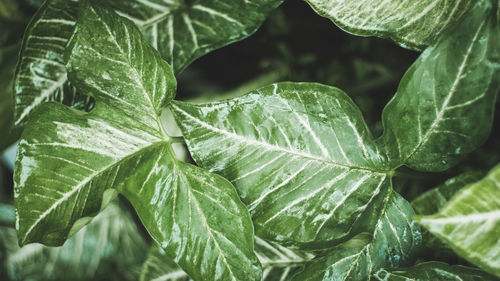 Full frame shot of raindrops on leaves