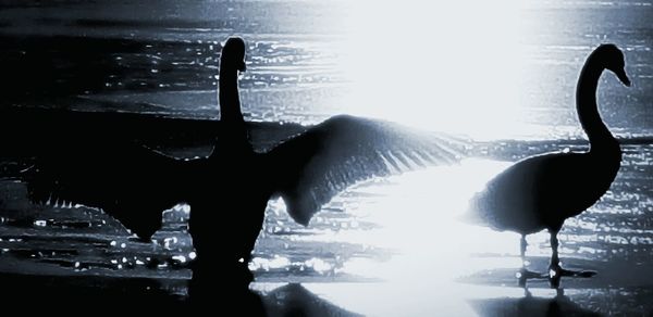 Reflection of trees in water