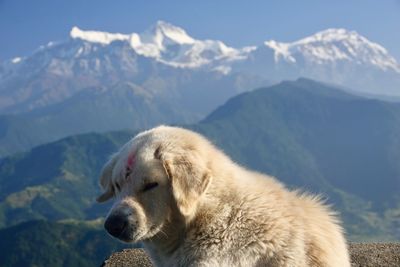 View of a sleepy dog in front of snowcapped mountains