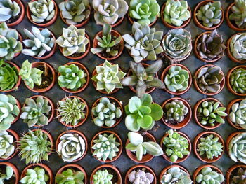 Full frame shot of potted plants