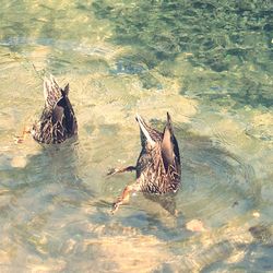 High angle view of two ducks in water