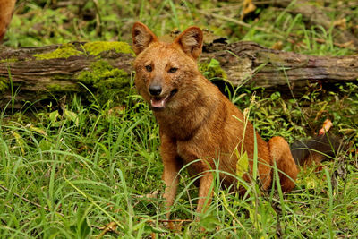 Portrait of lion in forest