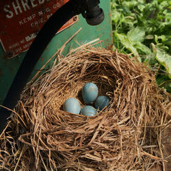 High angle view of bird in nest