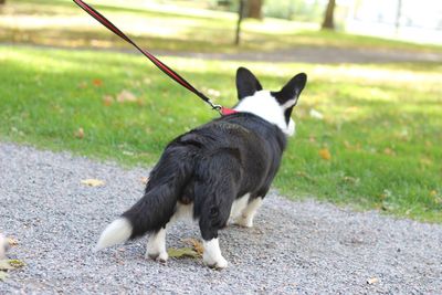 Pembroke welsh corgi