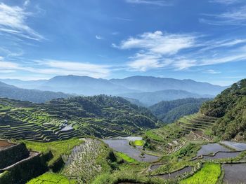 Scenic view of agricultural landscape against sky