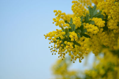 Close-up of yellow flowers against clear sky