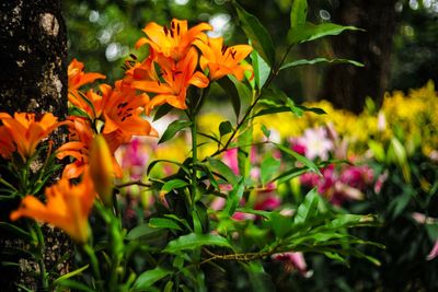 Close-up of orange flowering plants