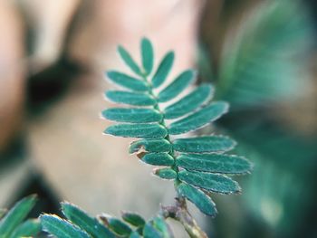 Close-up of plant