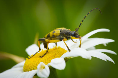 Close-up of insect on yellow flower