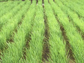 Full frame shot of corn field