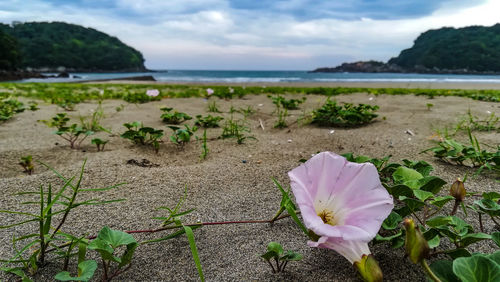 Close-up of flowering plants by sea against sky