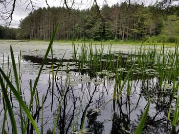 Scenic view of lake